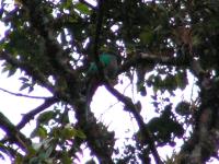 8341 Biotopo del Quetzal